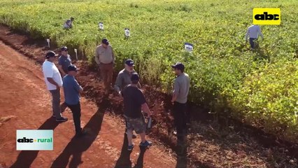 Video: una soja que apunta a los mercados de Uruguay y Argentina