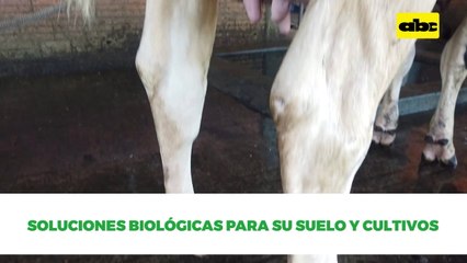 Evaluación de vaca de primer parto, en producción