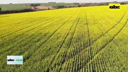 Video: canola como opción de invierno para productores