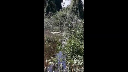 Productores Pierden Sandías A Causa De La Inundación