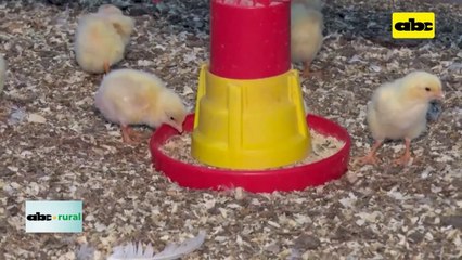 Video: iluminación con luces led en granja con pollitos ayuda a mejor desarrollo