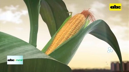 Video: Corteva apunta a nuevo híbrido de maíz tolerante a sequía