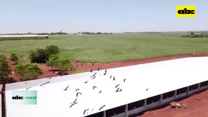 Video: unidad de engorde de cerdos y manejo del maíz