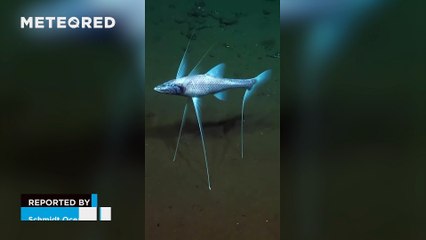 This is how the tripod fish uses its one-meter fins to support itself on the seabed