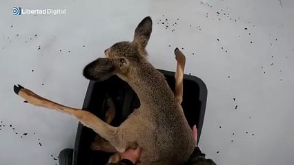 El emotivo rescate de un corzo atrapado en el hielo en Siberia