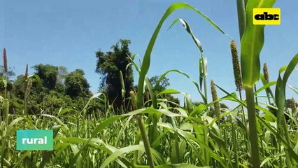 Video: Milleto o Milheto como disponibilizador de nutrientes gracias a penetración de raíces