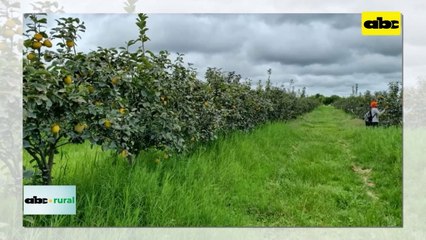 Video: Caqui paraguayo será exportado a Europa