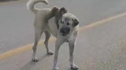 Sırtında maymun gezdiren köpek ilgi odağı oldu