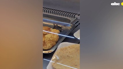 Intervienen Ante Aparición De Ratón En Supermercado