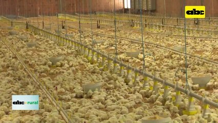 Video: Gripe aviar en Uruguay y Argentina preocupan a Paraguay