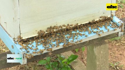 Video: Prepararse para controlar la varroa en apicultura