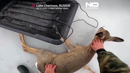 Hundreds of roe deer rescued from Siberian frozen lakes