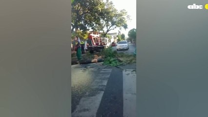Frondoso árbol caído generó breve caos en hora pico sobre la calle Montevideo