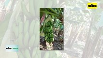 Video: Producción de banana en Tembiaporá puede aumentar con uso de tecnología