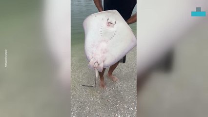 Angler Hooks Stingray and Films Unexpected Triple Birth
