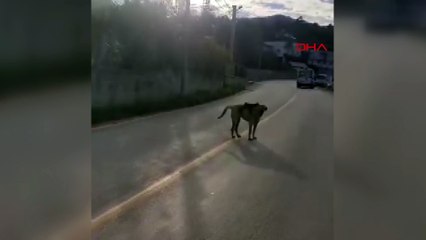 Sırtında maymun gezdiren köpek ilgi odağı oldu