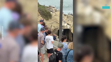 Amazing Moment Sea Lion Is Saved on Beach