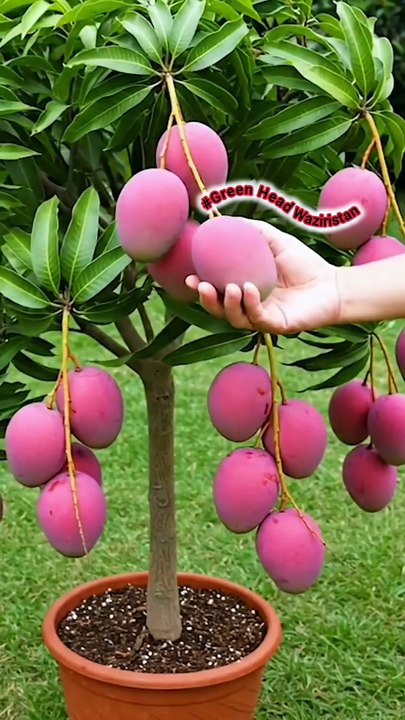 How to grow a mango tree at home by air layering!