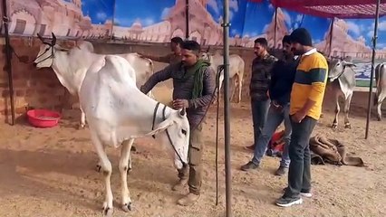 जिले के छह दर्जन से ज्यादा पशु चिकित्सा केन्द्रों के भवन निर्माण का भेजा प्रस्ताव, जल्द ही बनेंगे नए भवन