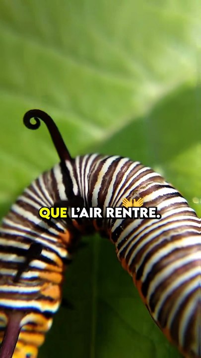 Les insectes respirent-ils