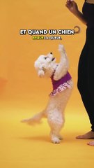 Pourquoi les chiens remuent la queue