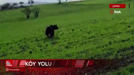 Çanakkale'de köy yoluna inen ayı cep telefonu kamerasına yansıdı