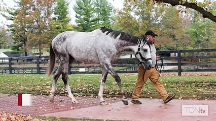 Trainer Brad Cox the Gainesway Guest of the Week