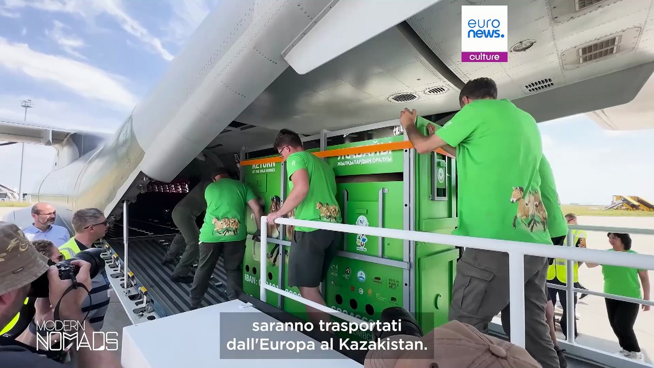 Il Kazakistan riporta i suoi cavalli di Przewalski, una specie in via di estinzione
