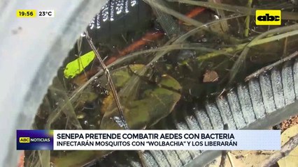 Video: Senepa pretende combatir Aedes con bacteria