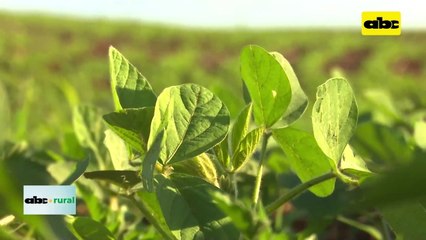 Video: Logro 7.100 kilos de soja por hectárea apostando primero al suelo