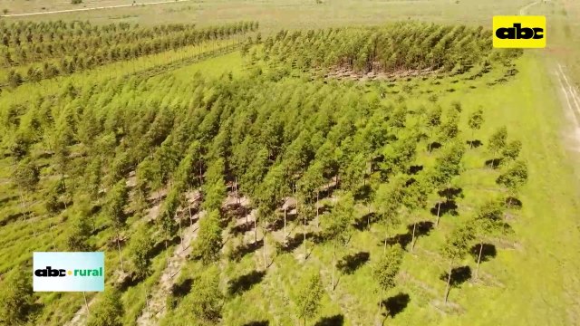 Video: Volendam muestra diversos sistemas de producción forestal