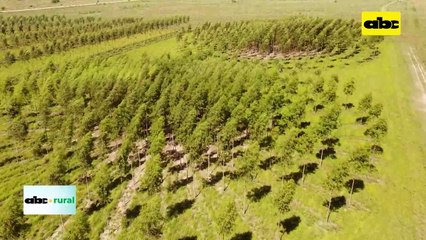 Video: Volendam muestra diversos sistemas de producción forestal