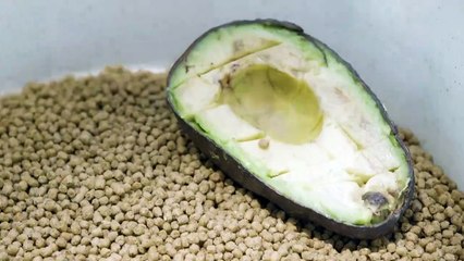 Mud Baths? Yep — Anteaters Have Some Pretty Interesting Habits