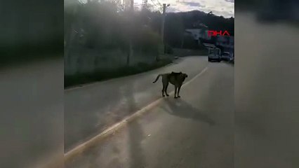 Sırtında maymun gezdiren köpek şaşırttı