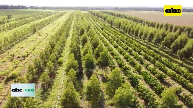 Video: Estudiantes de Ingeniería Forestal vieron sistemas de producción en Volendam
