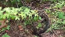 Ces serpents se lancent dans une chorégraphie magique