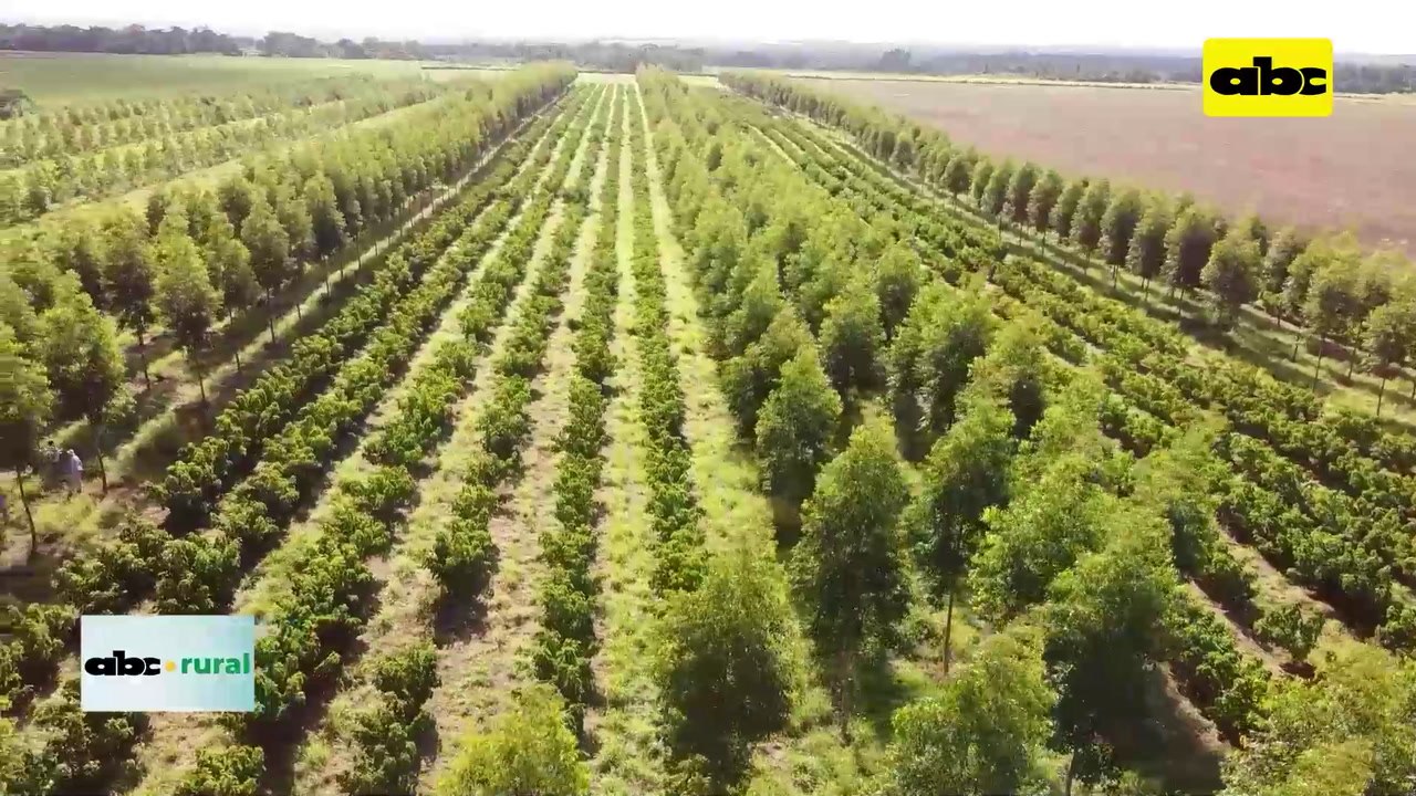 Video: Jornada Forestal Universitaria en Volendam, sobre Agroforestería