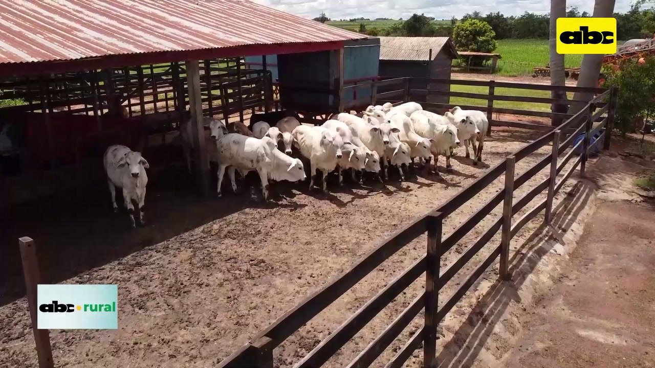 Video: Uso de ensilado para engorde de ganado en confinamiento