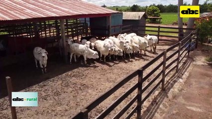 Video: Uso de ensilado para engorde de ganado en confinamiento