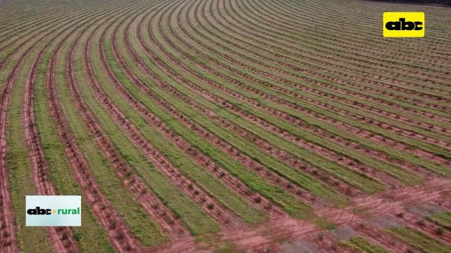 Video: Mujeres incursionan en el trabajo forestal