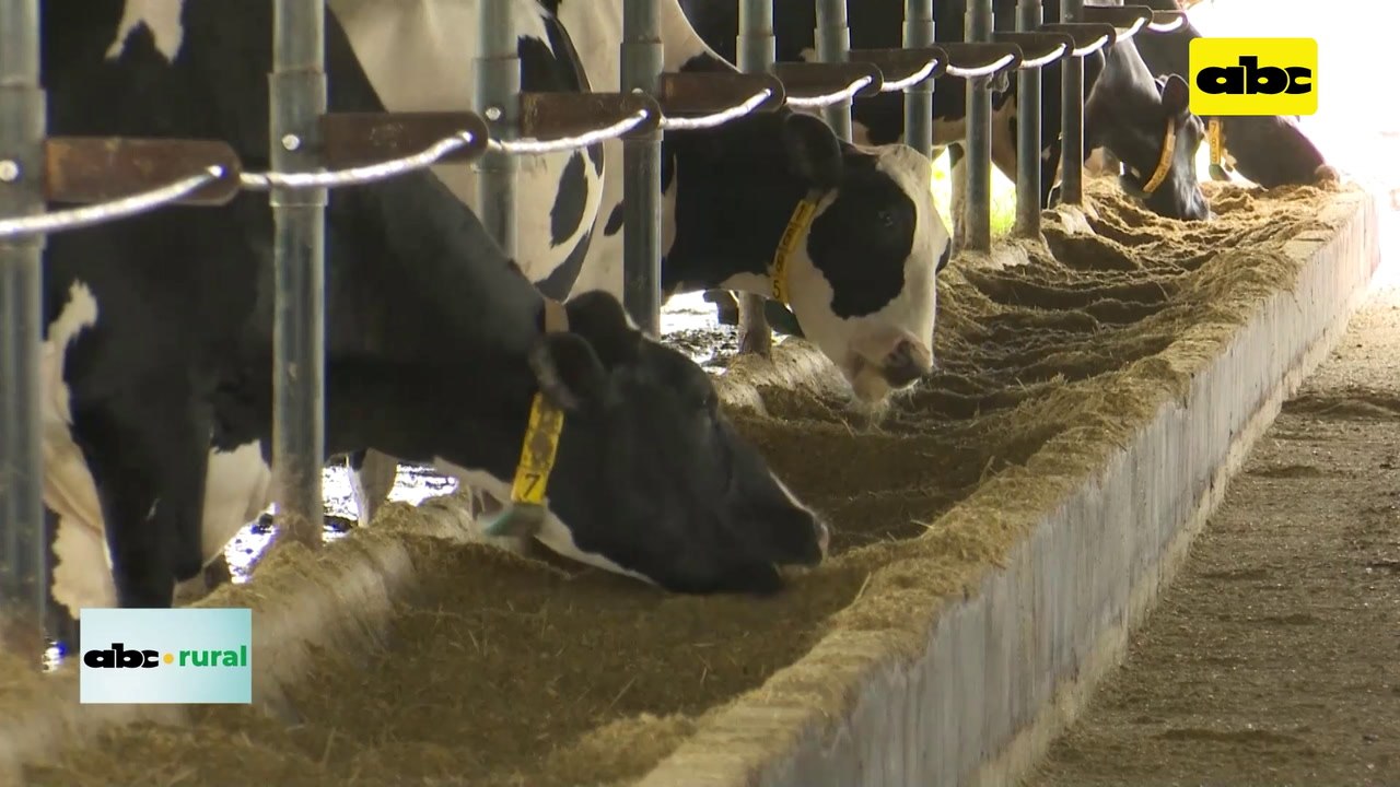 Video: Producción láctea en Paraguay y el problema de contrabando