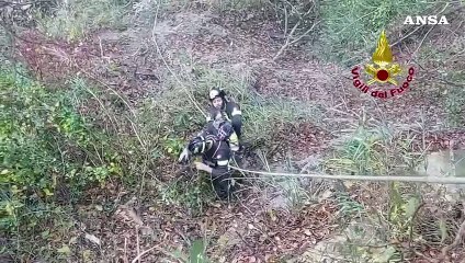 Cane bloccato per tre giorni nel Forlivese, salvato dai Vigili del fuoco