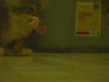 Maine Coon Kittens Eating Chicken