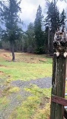 Mobbing behavior displayed by crows after spotting a predator 🔥