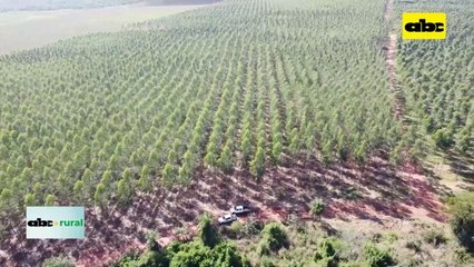 Video: Visión sobre situación forestal en Paraguay presente y futuro
