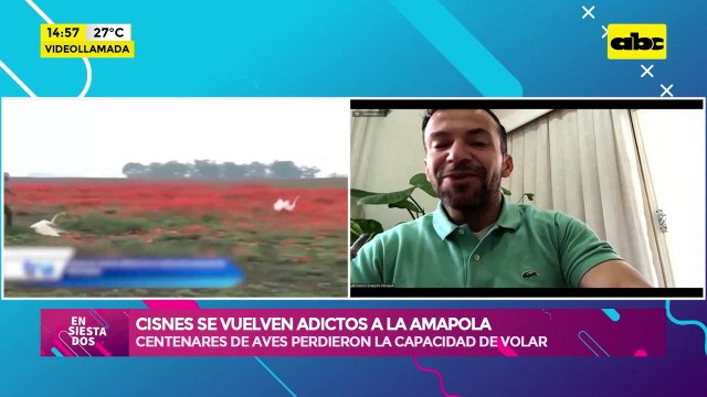 Video: Cisnes se vuelven adictos a la amapola
