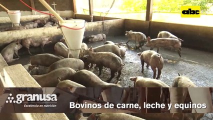 Video: Buscan abrir mercado chileno para carne de cerdo de Paraguay