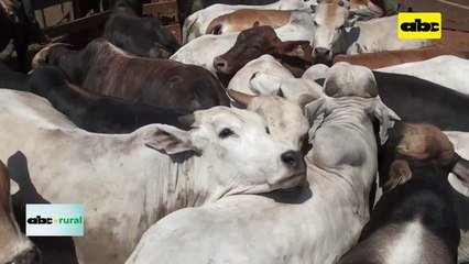 Video: Vacunación contra aftosa se cierra el 23 de junio