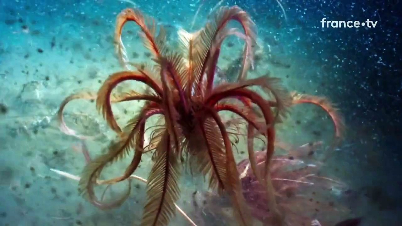 phytoplankton