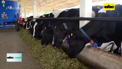 Video: Desean implementar en Paraguay tecnología de nutrición de lecheras, utilizado en Israel
